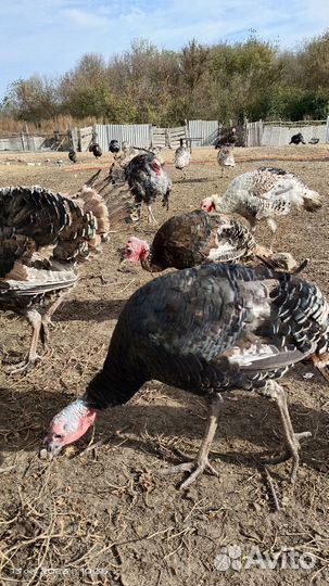 Продам индюков