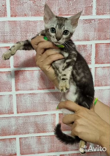 Любимые питомцы