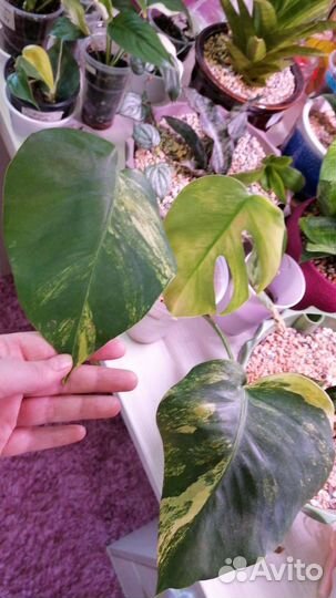 Монстера вариегатная