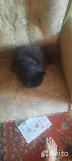 Персидская красавица