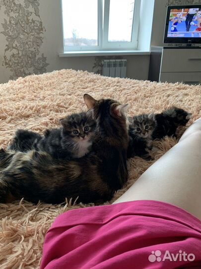 Кошка