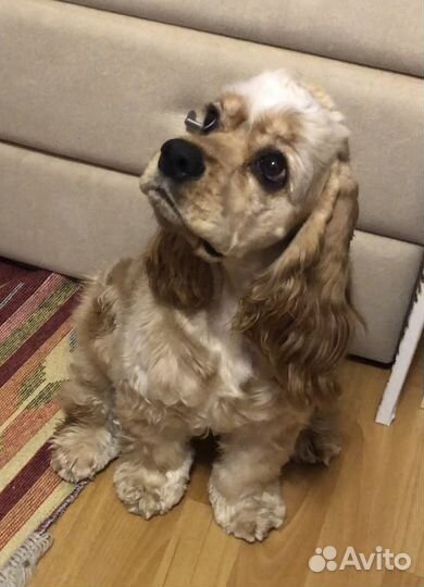 Вязка Американского кокер спаниеля