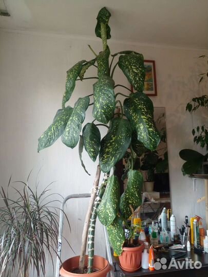 Диффенбахия