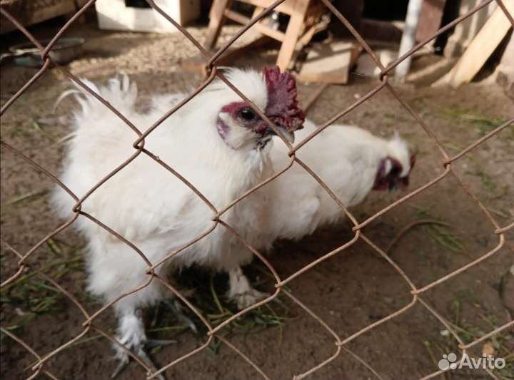 Шелковые петушки