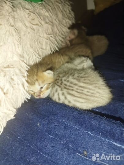 Бенгальские котята