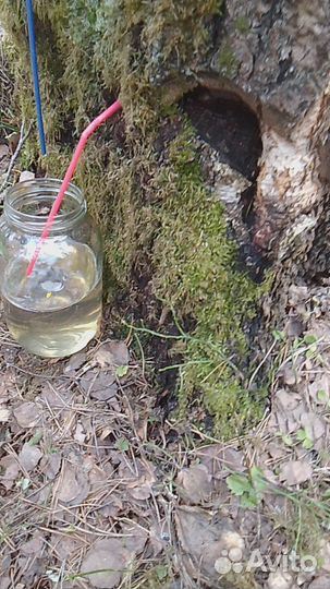 Берёзовый сок и квас