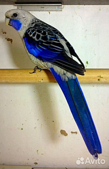 Попугаи розеллы,ожереловые,кореллы и др