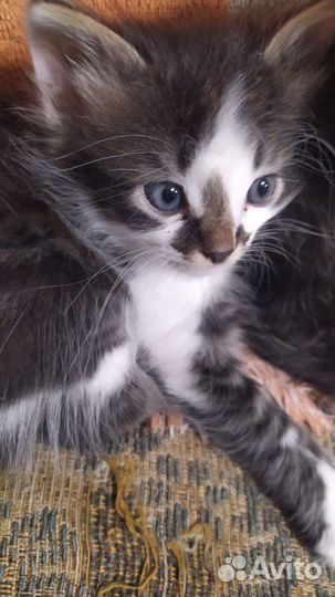 Котята