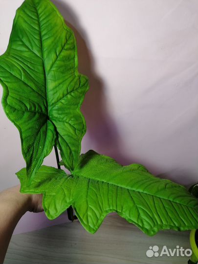 Сингониумы