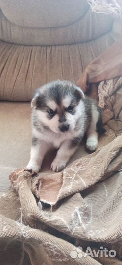 Щенки метисы