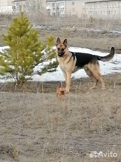 Ишим невесту