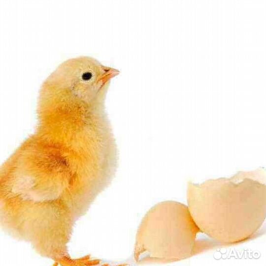 Детчино Старт для броллер пк 5-0, 35кг/м