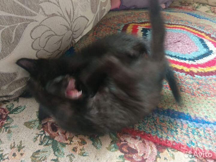 Котятки