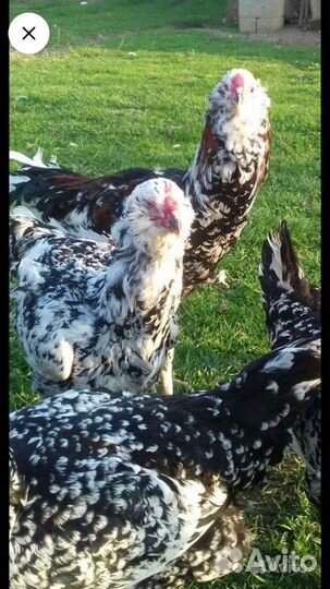 Куры петухи