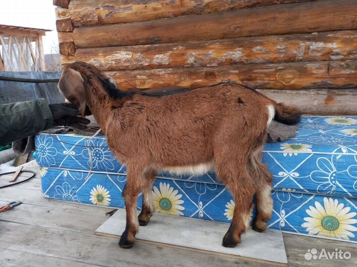 Нубийские козлята