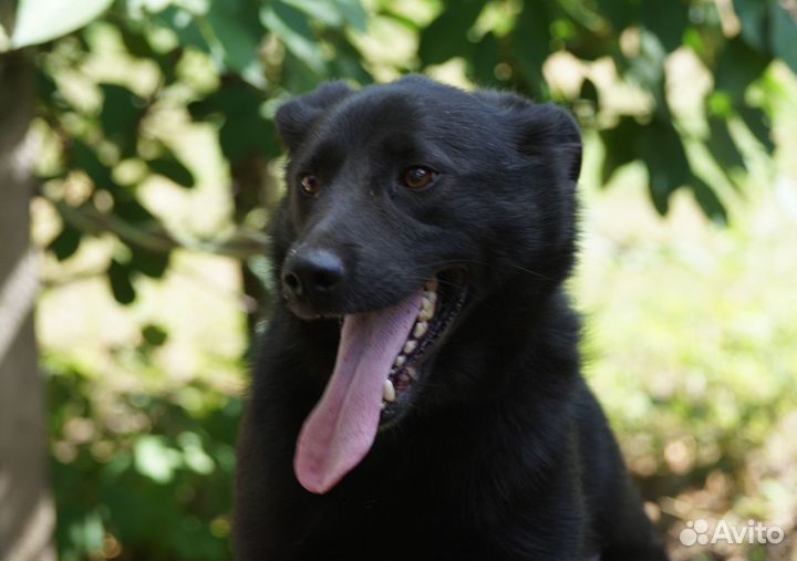 Весёлый и активный Блэкки мечтает о доме