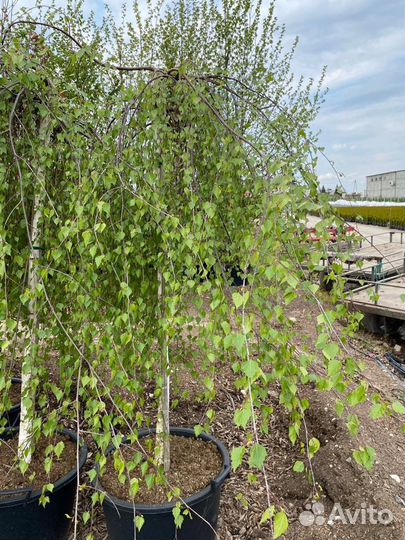 Береза плакучая