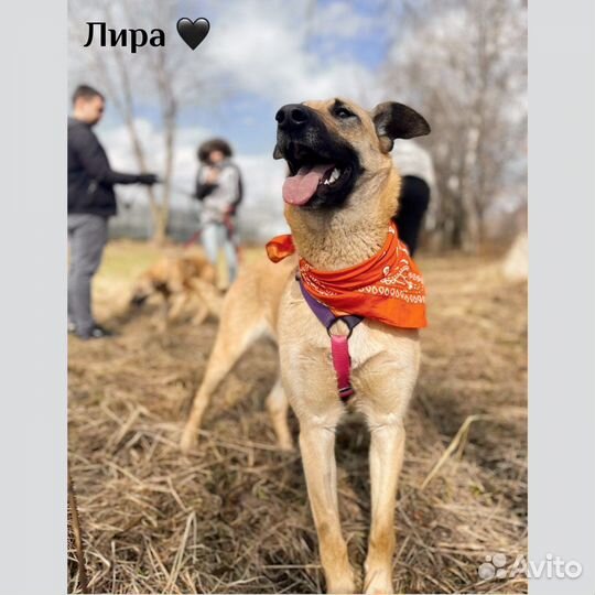 Лира из приюта ждет семью