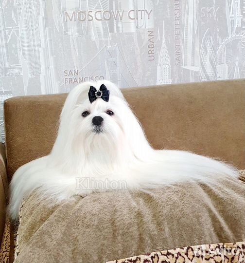 Мальтезе вязка