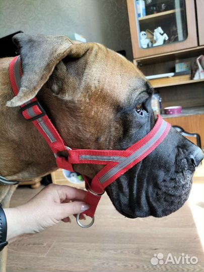 Недоуздок халти