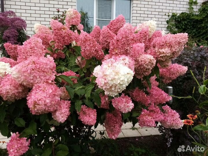 Гортензия метельчатая