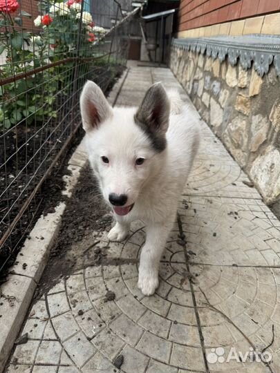 Щенки западно сибирской лайки