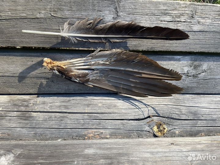 Цветные перья для ловцов снов творчества