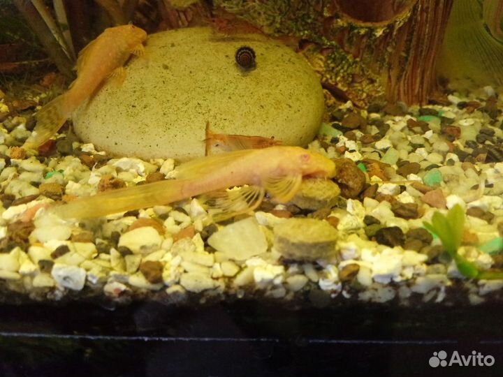 Сомики анциструсы золотистые