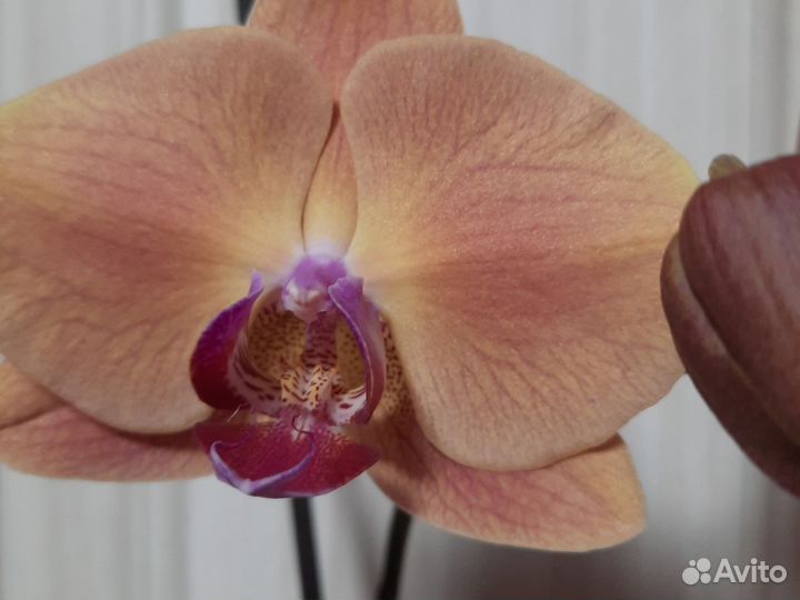 Орхидея фаленопсис