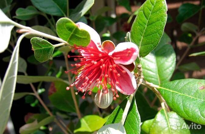 Фейхоа комнатный (Acca sellowiana)