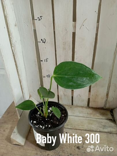 Комнатные цветы растение Антуриум Бэби Вайт