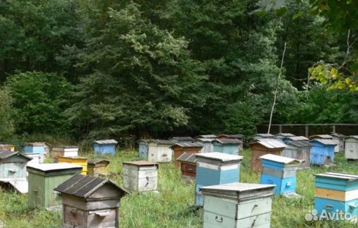 Мед натуральный из Алтая опт. минимально 16 кг