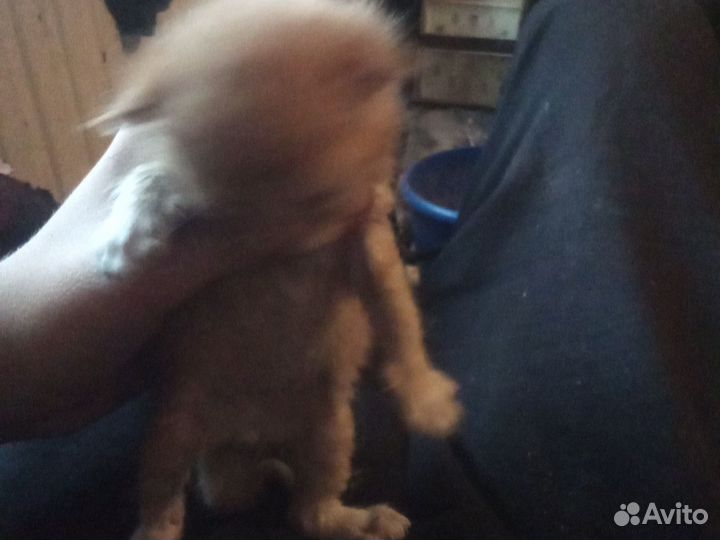 Рыжий котенок
