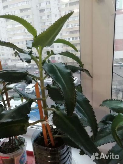 Продам цветы коланхоэ лечебный