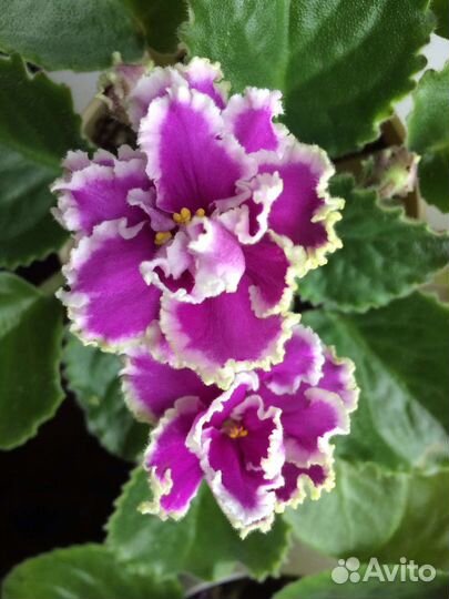 Цветы комнатные и садовые