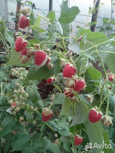 Саженцы малины- Жёлтый гигант, Новость Кузьмина