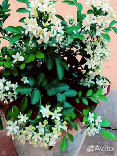 Эпифиллум (лесной кактус) белые цветы и