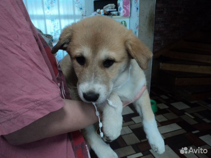 Щенки пиренейской горной собаки