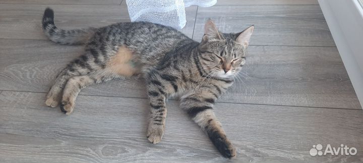 Кошка шотландская