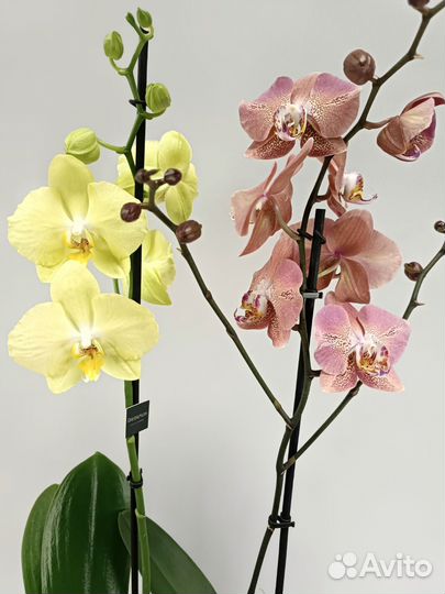 Орхидеи Фаленопсис Ferrara и Leco