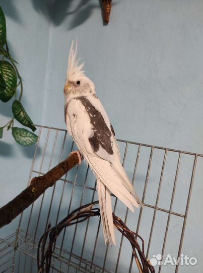 Корелла пара и малыши