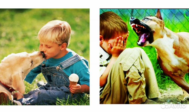 Не кинолог / Специалист по поведению собак