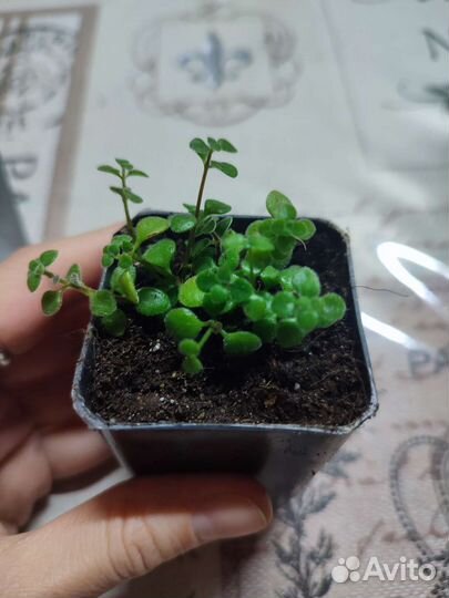 Комнатные цветы