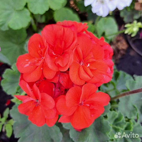 Пеларгония герань
