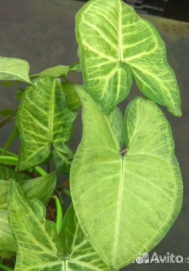 Сингониум Батерфляй