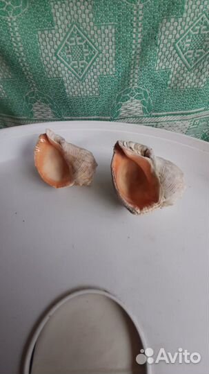 Ракушка рапан