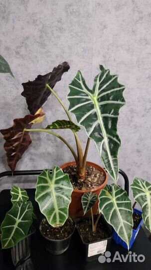 Комнатные растения