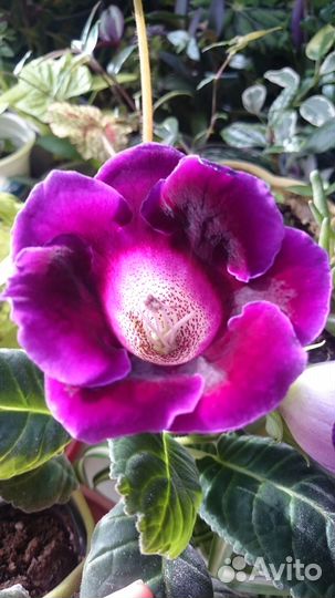 Глоксиния цветущая