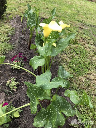 Калла сортовая