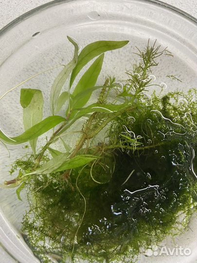 Яванский мох, гигрофила, наяс. Для аквариума